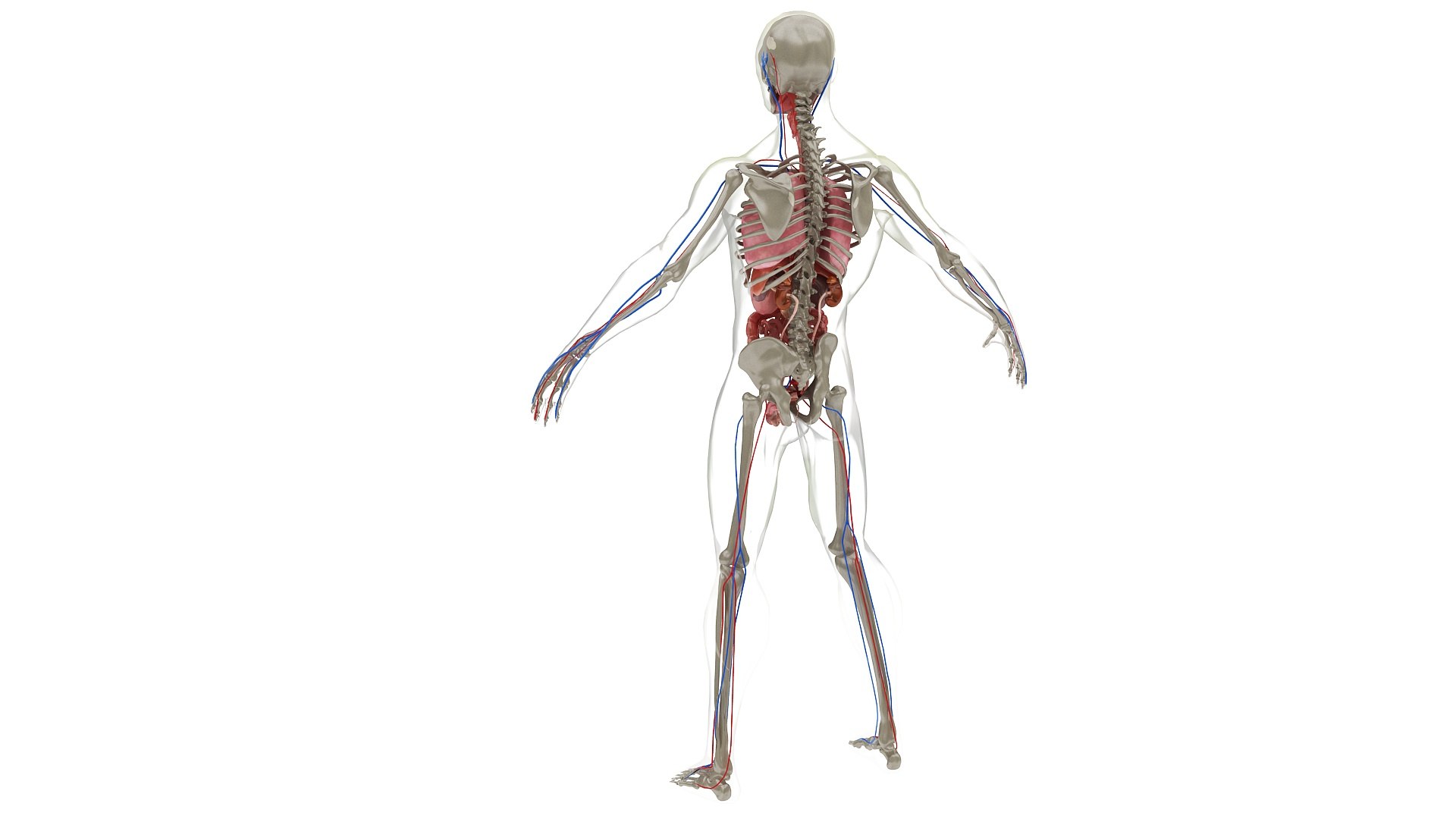 3D body anatomy 01 https://p.turbosquid.com/ts-thumb/HZ/sBAd0f/XPG4zz1C/images23/jpg/1573360772/1920x1080/fit_q87/7326cf0482dff069c8ebd2c461ec4fb6886c9e6f/images23.jpg