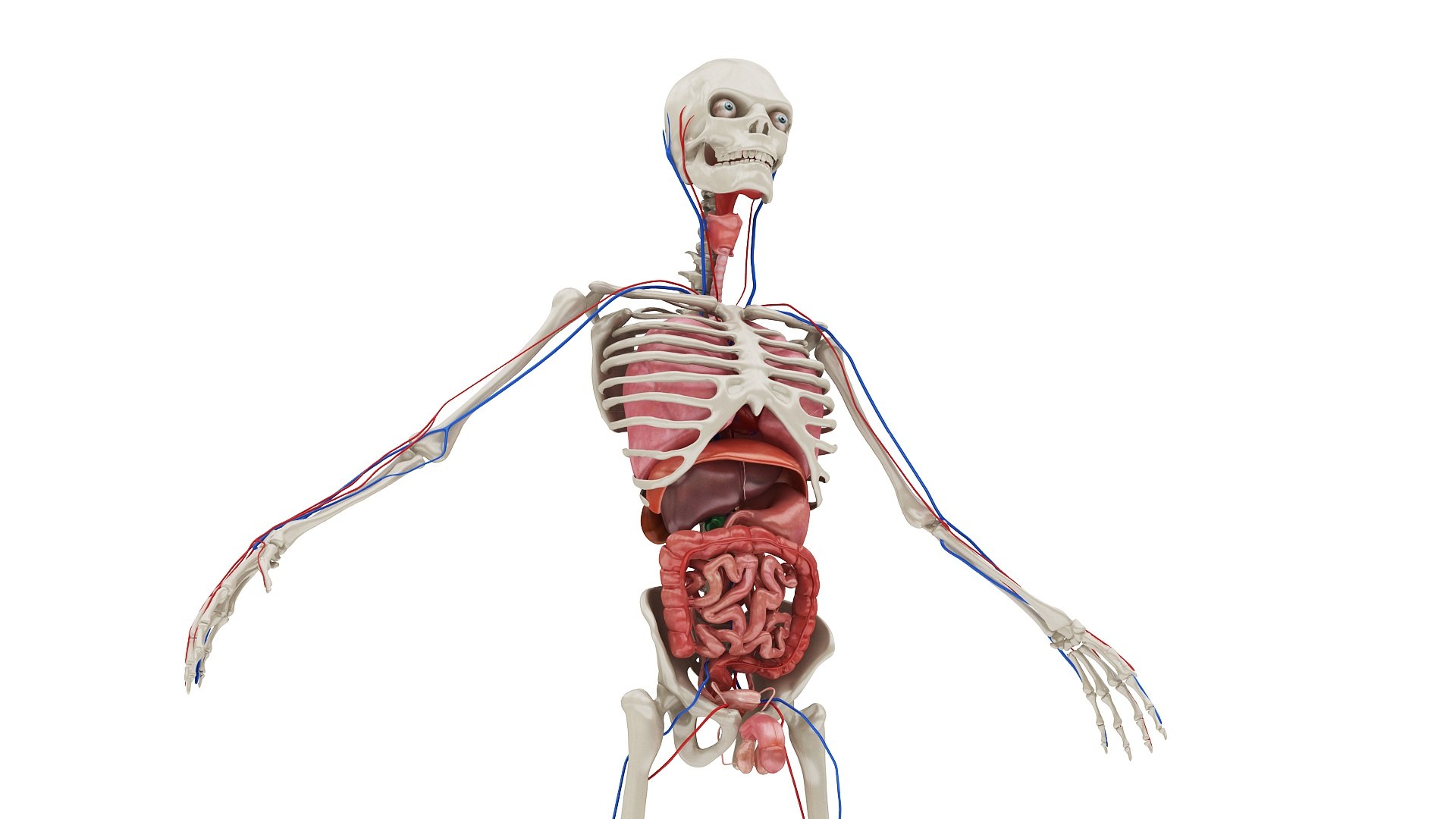 3D body anatomy 01 https://p.turbosquid.com/ts-thumb/HZ/sBAd0f/YnEPfeXb/images0_view02/jpg/1573360704/1920x1080/fit_q87/194c083851b4ad41ba62c7157f64ccdc0c7bbb46/images0_view02.jpg