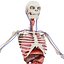 Anatomía del cuerpo completo 01