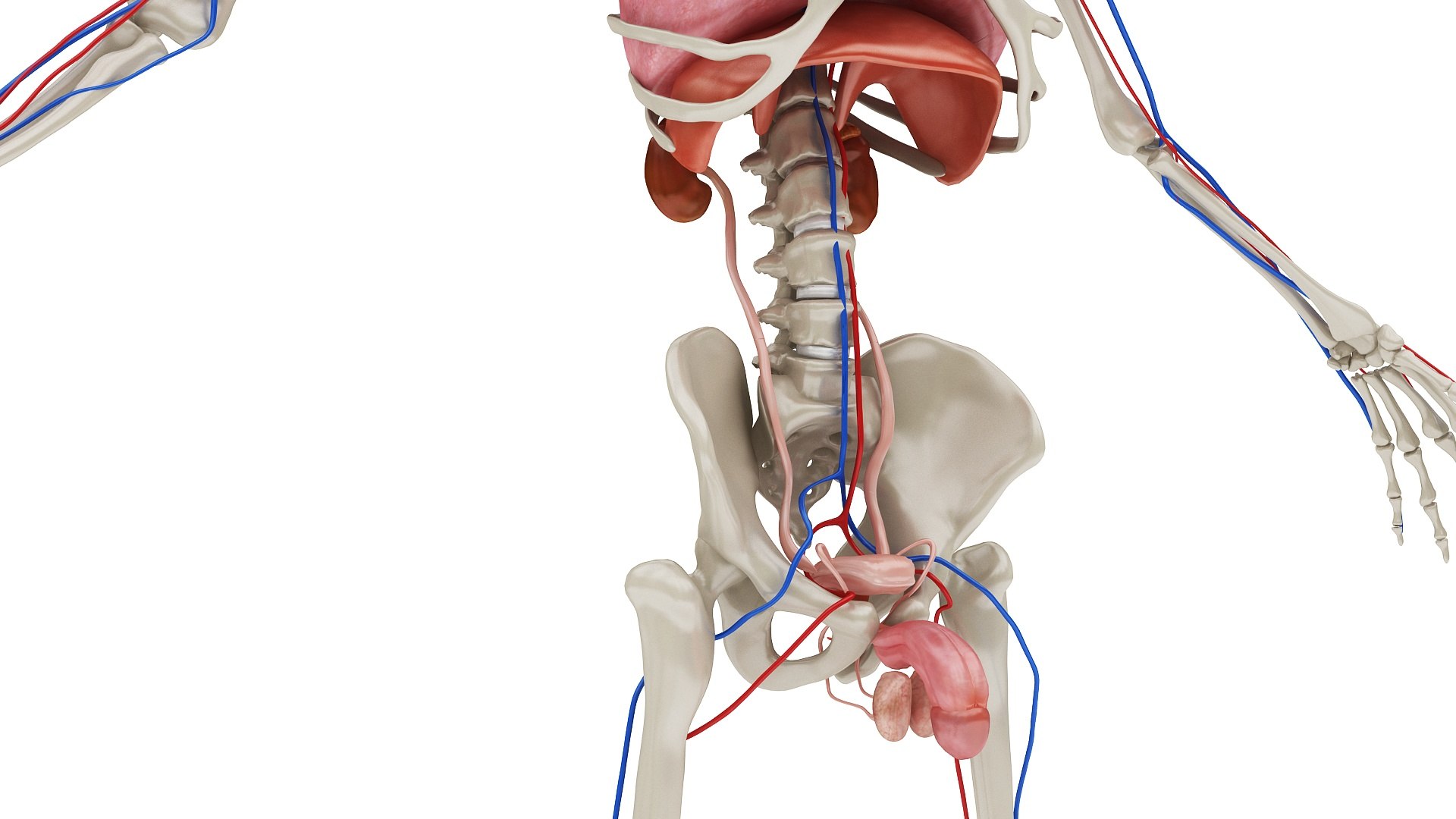3D body anatomy 01 https://p.turbosquid.com/ts-thumb/HZ/sBAd0f/dy9kezD9/images10/jpg/1573360704/1920x1080/fit_q87/d8079522c4cec09d54b2ec2ccf815322fba1ad06/images10.jpg