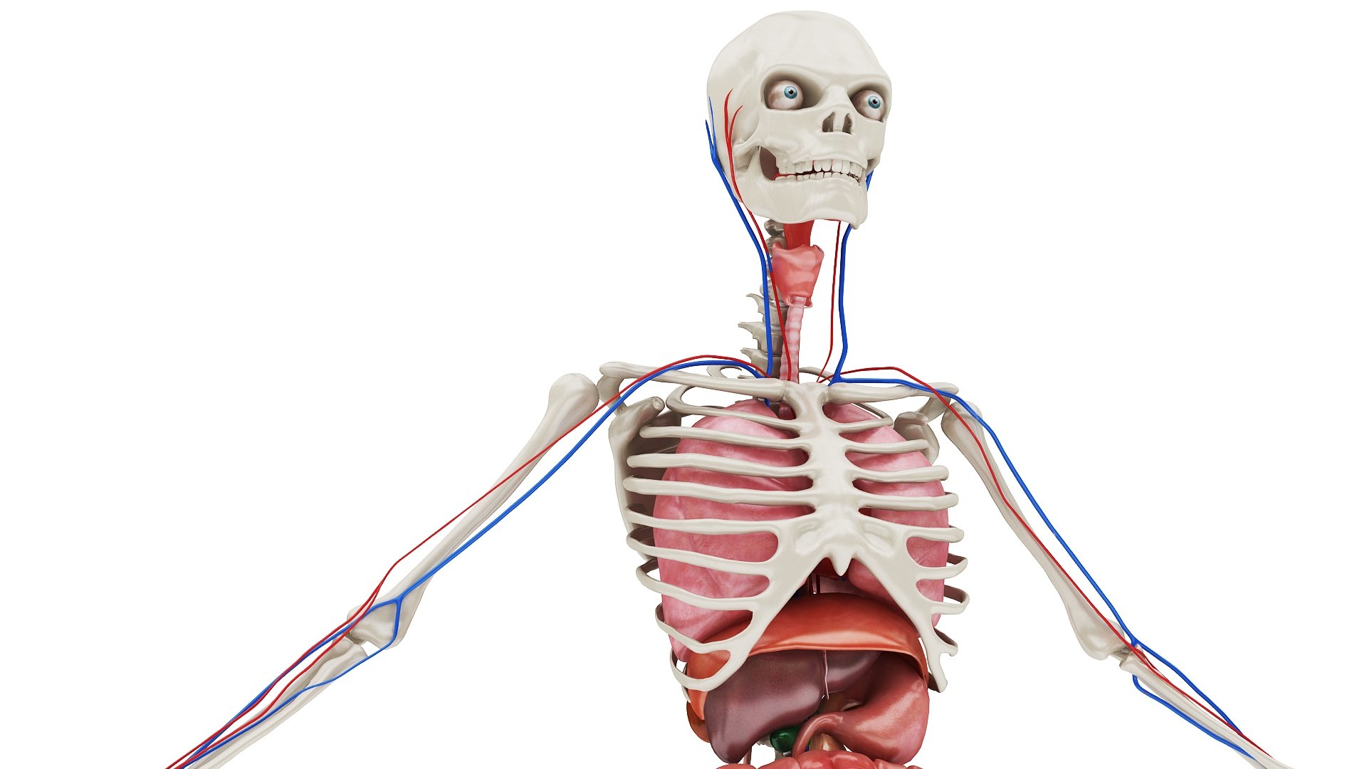 3D body anatomy 01 https://p.turbosquid.com/ts-thumb/HZ/sBAd0f/giAuJqXx/images0/jpg/1573360704/1920x1080/fit_q87/238a26f330da7e50df4c062bc025cdc1286a9649/images0.jpg
