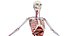 Anatomía del cuerpo completo 01