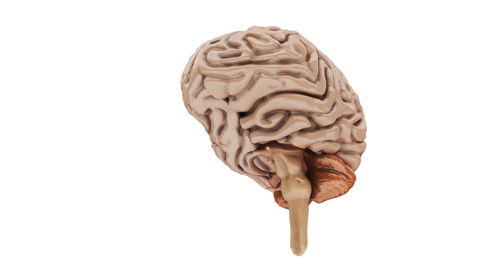 3D body anatomy 01 https://p.turbosquid.com/ts-thumb/HZ/sBAd0f/iBHRoXzI/images2/jpg/1573360704/1920x1080/fit_q87/3bcad7dc9d8e5036bb822b1bb95c112b50bd7f8e/images2.jpg