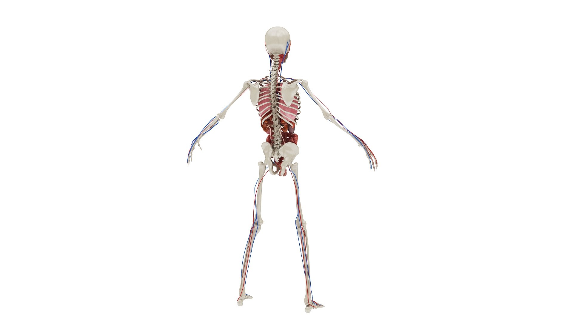 3D body anatomy 01 https://p.turbosquid.com/ts-thumb/HZ/sBAd0f/iFBXkPhS/images0_view08/jpg/1573360704/1920x1080/fit_q87/982819234c261c793f006d51aeb76d169f19d7a9/images0_view08.jpg