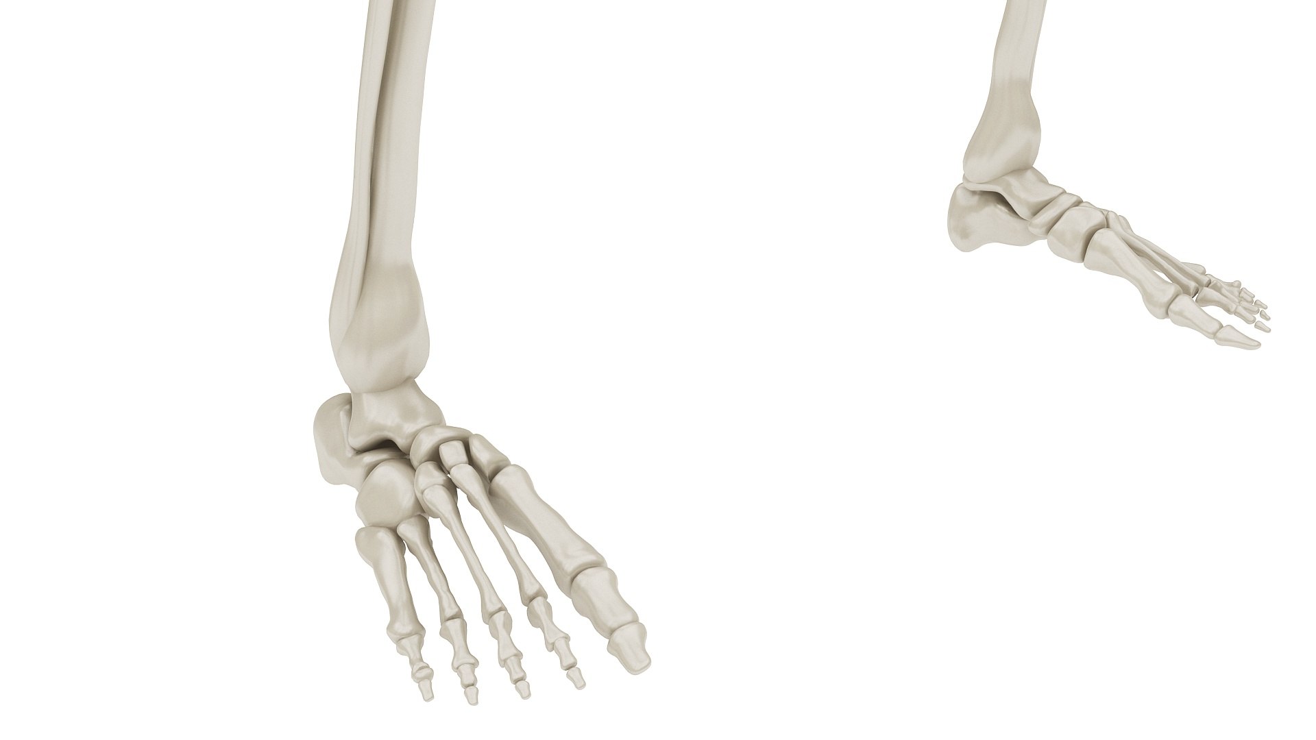 3D body anatomy 01 https://p.turbosquid.com/ts-thumb/HZ/sBAd0f/iiEsAXfW/images17/jpg/1573360744/1920x1080/fit_q87/f738539f99942005e16829200613954788128c7d/images17.jpg