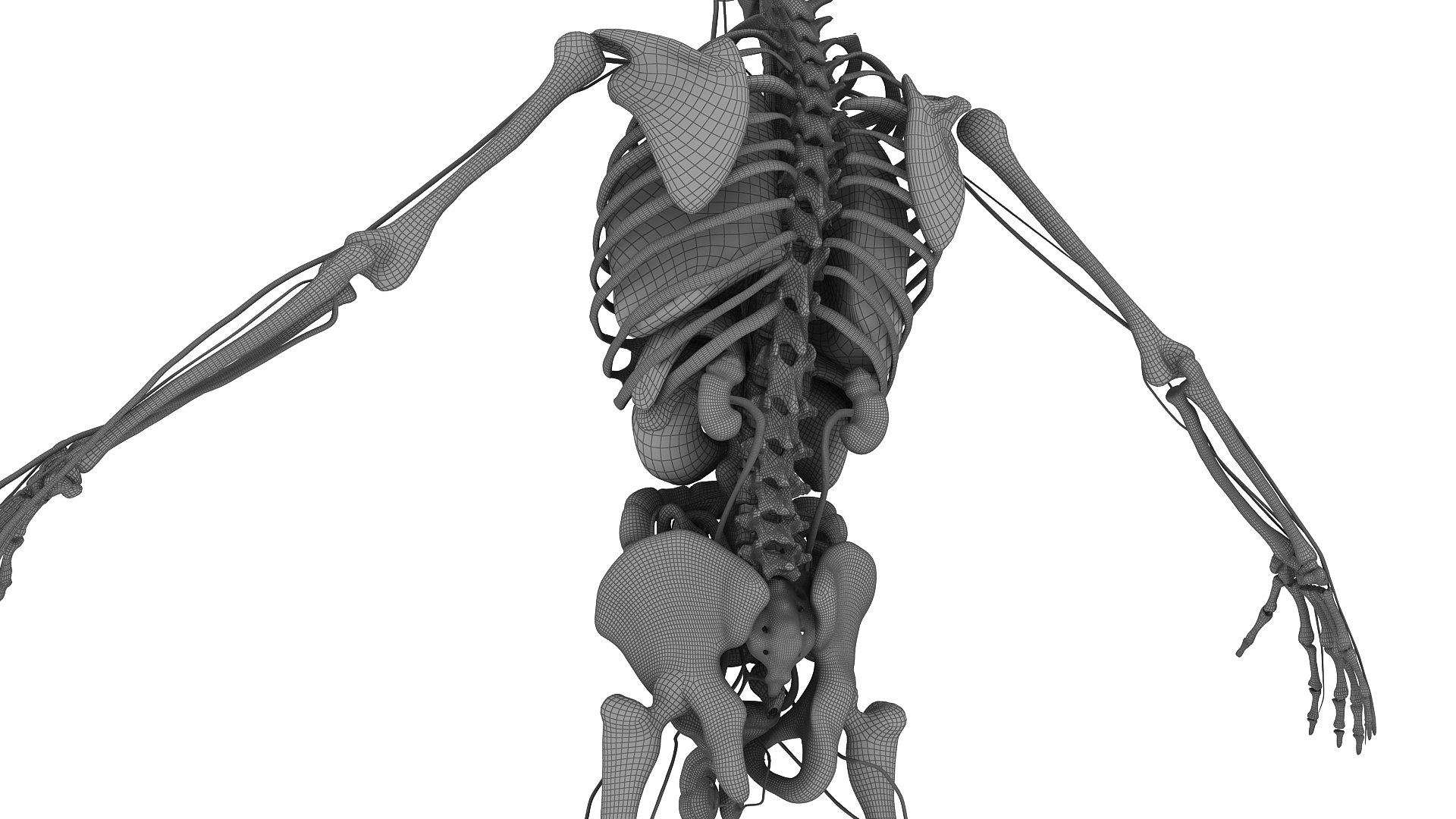 3D body anatomy 01 https://p.turbosquid.com/ts-thumb/HZ/sBAd0f/jdZAFbtp/images32/jpg/1573361673/1920x1080/fit_q87/d3742b9f9df2c66a437adf2ce1990956be950c79/images32.jpg