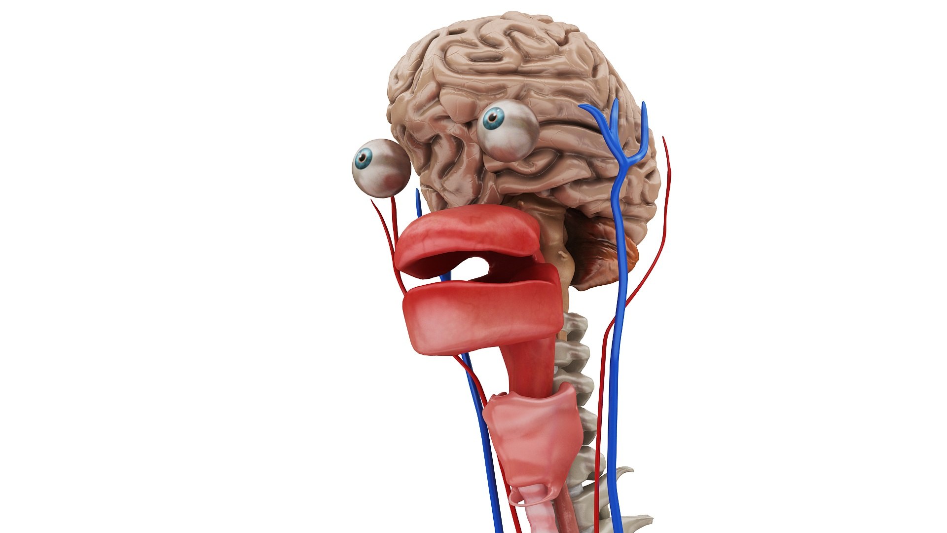 3D body anatomy 01 https://p.turbosquid.com/ts-thumb/HZ/sBAd0f/ptxsyOJX/images1/jpg/1573360704/1920x1080/fit_q87/704b8ecadd6110d54c80a0a830ab41c4885f15ff/images1.jpg