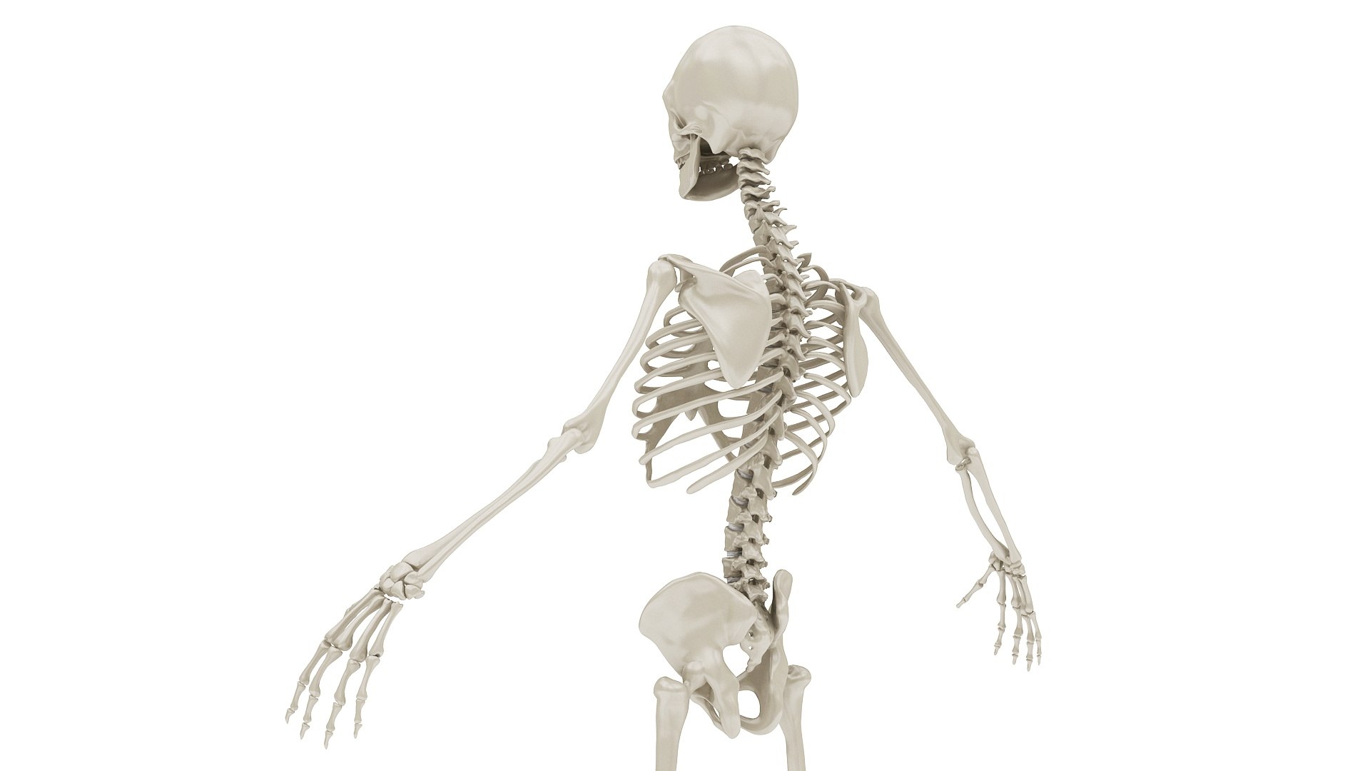 3D body anatomy 01 https://p.turbosquid.com/ts-thumb/HZ/sBAd0f/rafBvrsZ/images20/jpg/1573360744/1920x1080/fit_q87/8c9e0826a3268b34797b25ba5d546921d40b3967/images20.jpg