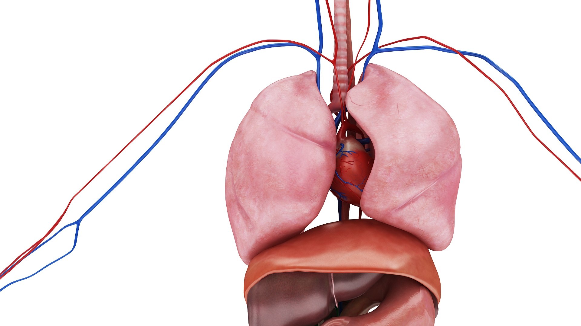 3D body anatomy 01 https://p.turbosquid.com/ts-thumb/HZ/sBAd0f/tBj3Vc2O/images5/jpg/1573360704/1920x1080/fit_q87/e7f23425af205f52ff642e2d6c8338d941ffff28/images5.jpg