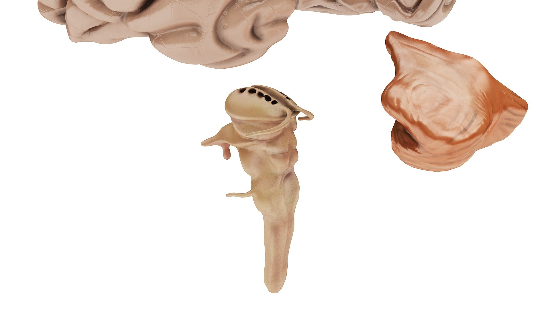3D body anatomy 01 https://p.turbosquid.com/ts-thumb/HZ/sBAd0f/ta8HduCp/images4/jpg/1573360704/1920x1080/fit_q87/ec46f6acc7d5dcd3041e08a223854a0a85c4938b/images4.jpg