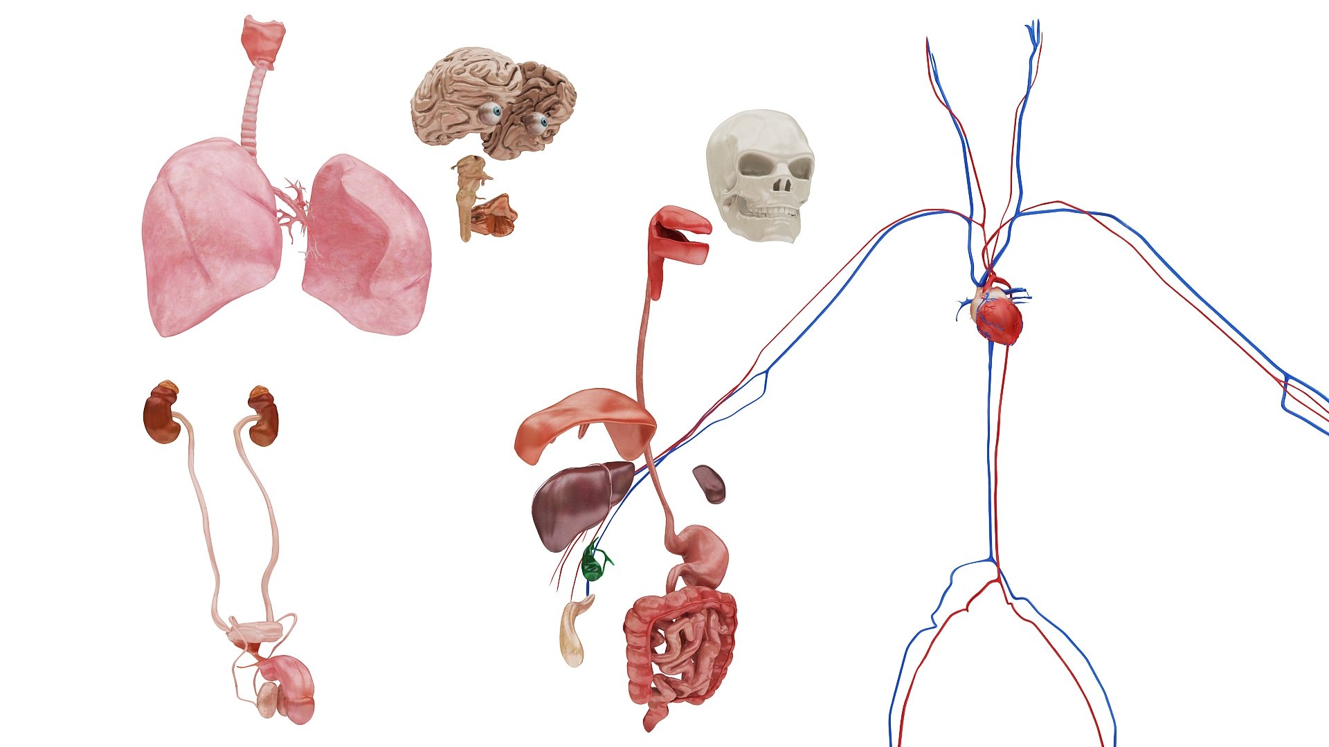 3D body anatomy 01 https://p.turbosquid.com/ts-thumb/HZ/sBAd0f/uYWHQln9/images27/jpg/1573360772/1920x1080/fit_q87/f602f8e078584f2a48326d96cdab20b409d585ee/images27.jpg