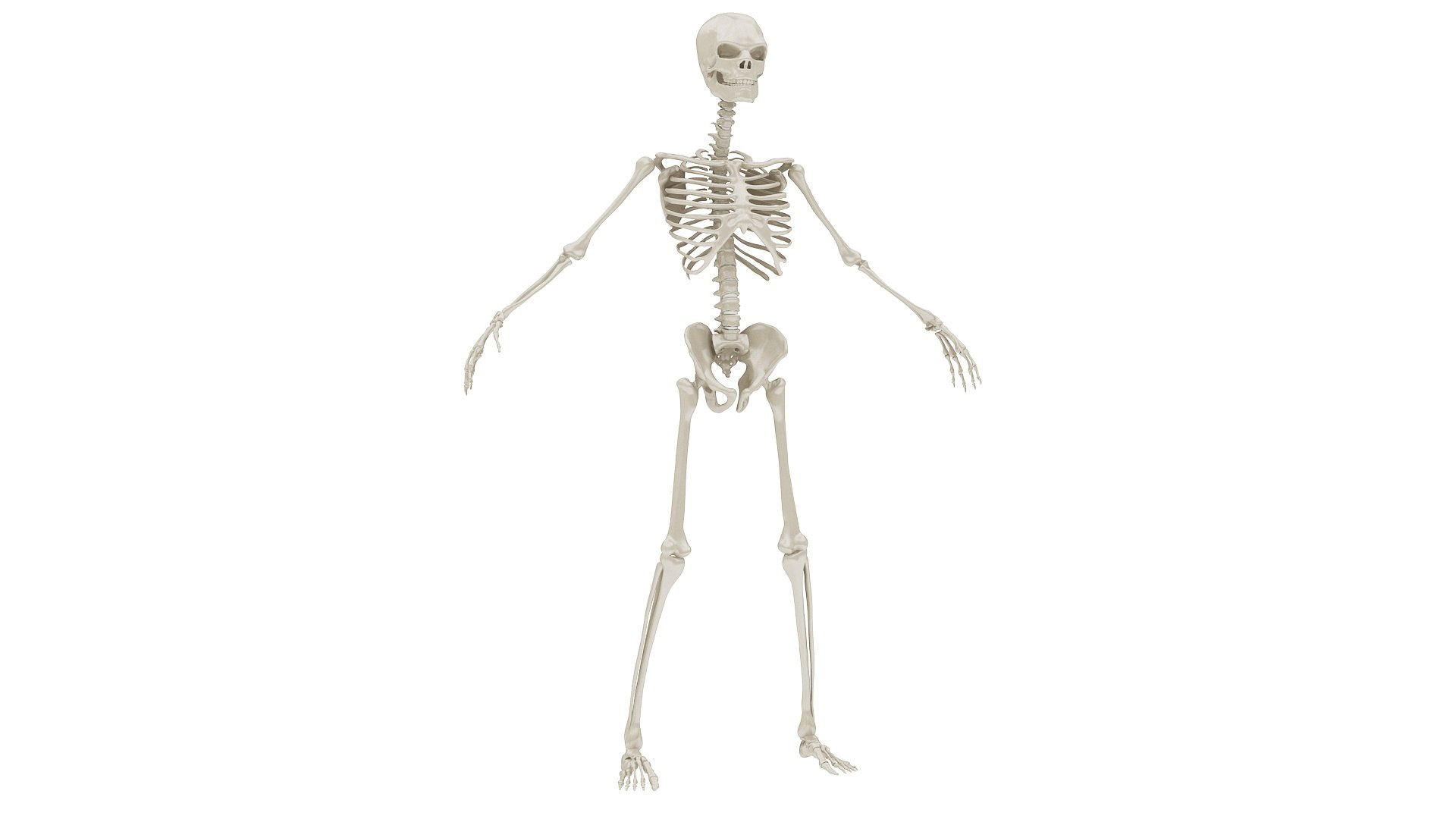 3D body anatomy 01 https://p.turbosquid.com/ts-thumb/HZ/sBAd0f/xhaBYVJP/images11/jpg/1573360744/1920x1080/fit_q87/4cc8fccf9e83f4db0b947abca677d8d4a24a6385/images11.jpg