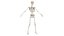 Anatomía del cuerpo completo 01