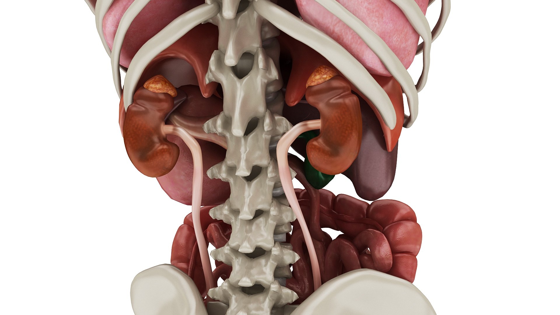 3D body anatomy 01 https://p.turbosquid.com/ts-thumb/HZ/sBAd0f/xyRJ2kmz/images0_view06/jpg/1573360704/1920x1080/fit_q87/f0c1c35d3972efea20fba91e712abf0feea49189/images0_view06.jpg