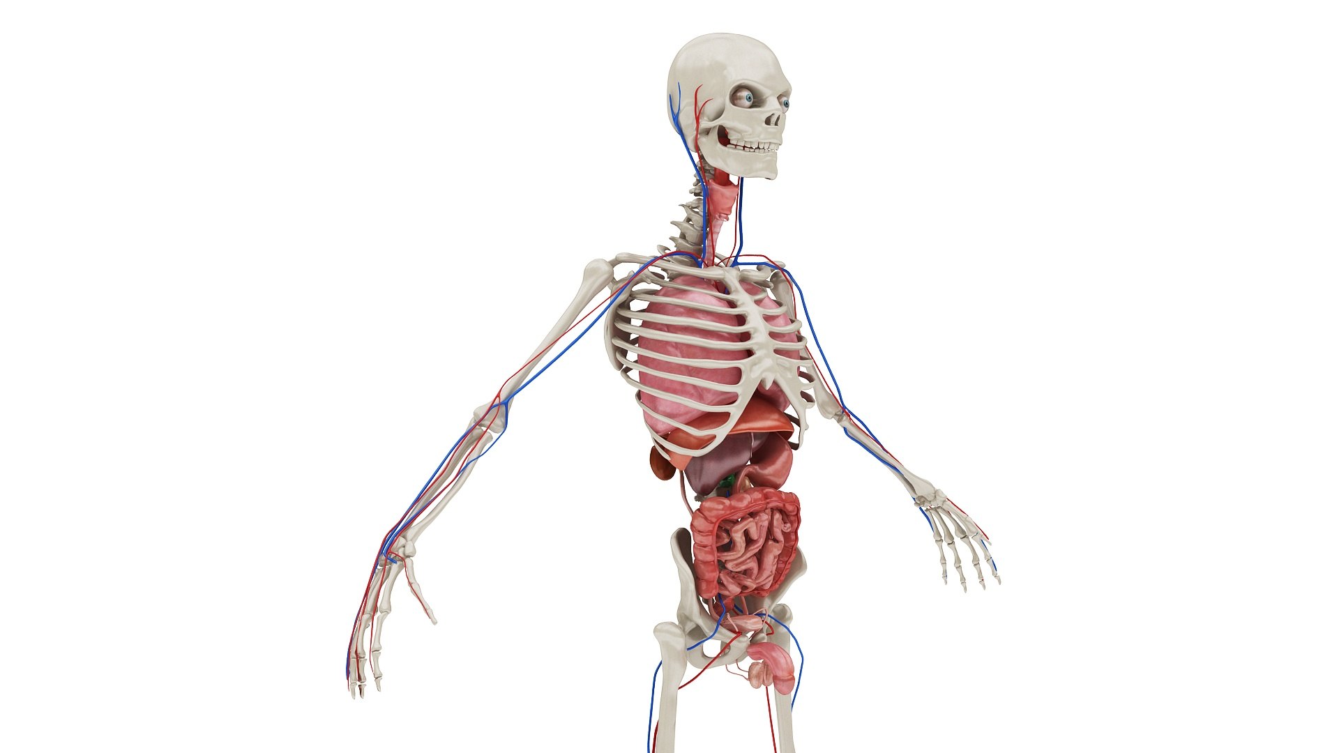 3D body anatomy 01 https://p.turbosquid.com/ts-thumb/HZ/sBAd0f/z87WUoxy/images0_view07/jpg/1573360704/1920x1080/fit_q87/5ef0d4e597714ffdb44a9360c3377e8643b6a8bc/images0_view07.jpg