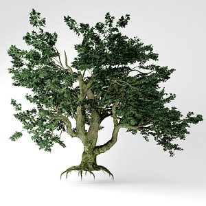 3D big leaf maple tree model