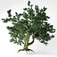 3D big leaf maple tree model