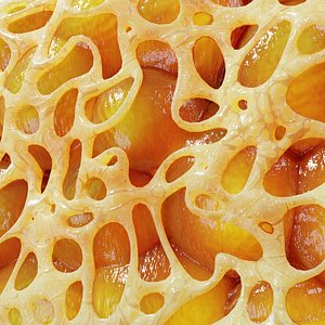 Fat Cell