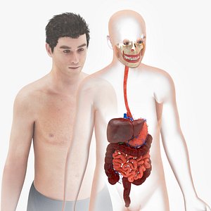 Human Digestive system 3D model
