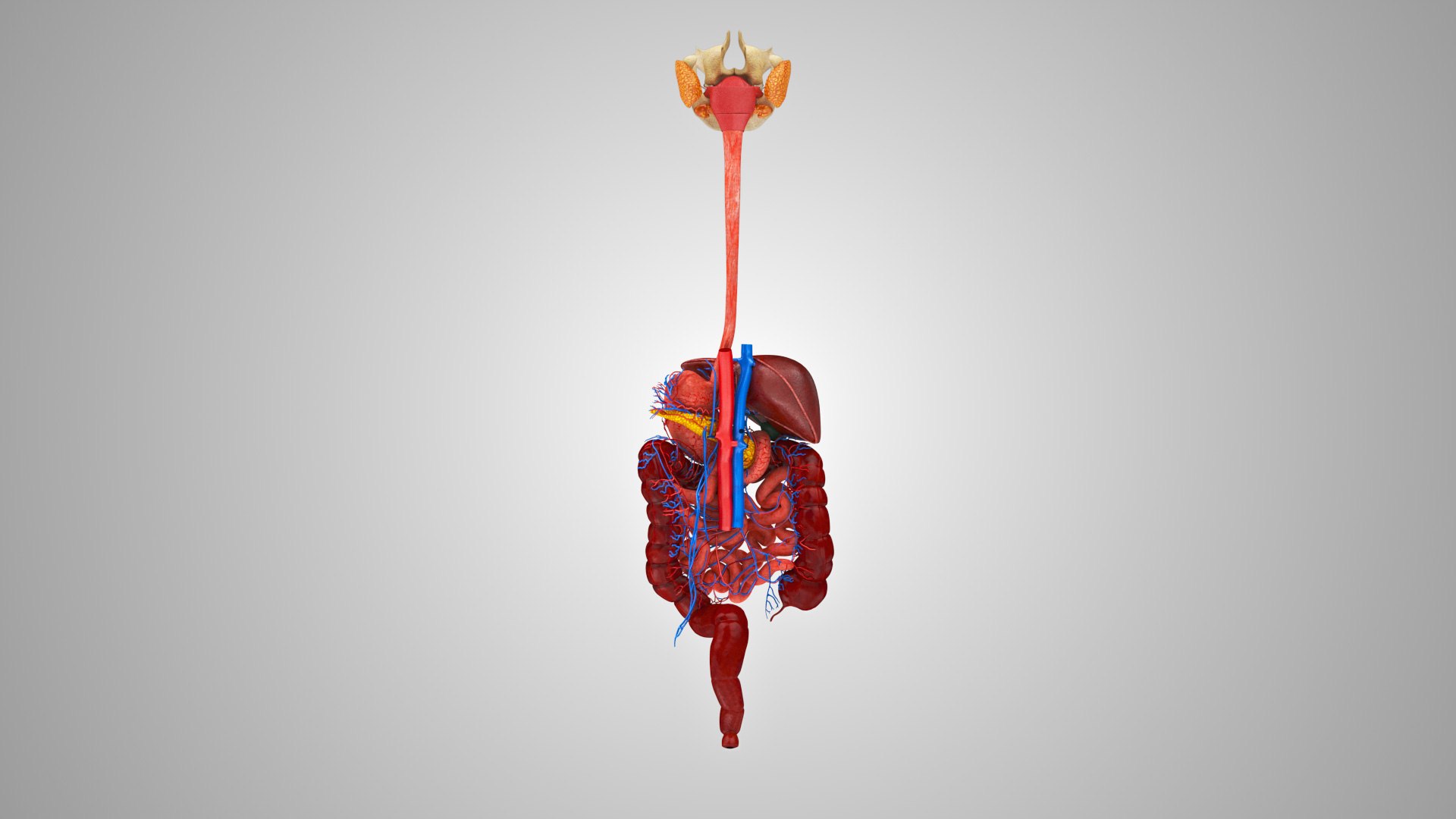 Human Digestive system 3D model - TurboSquid 1926962