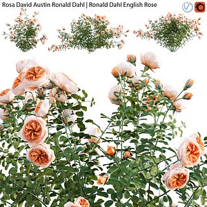 Rosa David Austin Ronald Dahl - rose 01 3D model