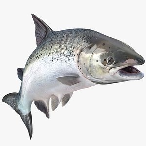 atlantic salmon fish rigged 3D model