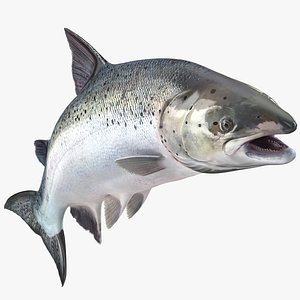 Atlantic Salmon Fish Rigged for Cinema 4D