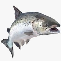 Atlantic Salmon Fish Rigged for Cinema 4D
