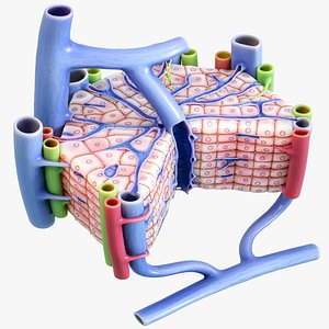 Microscopic Anatomy of Liver