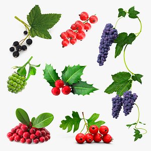 Berry Branches Collection 6