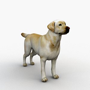 3D model labrador retriever