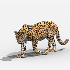 3D panthera onca animation