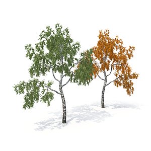 birch tree seasons 3D model