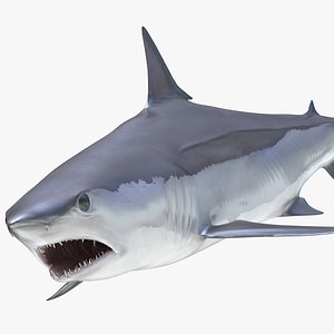 shortfin mako shark rigged 3D model