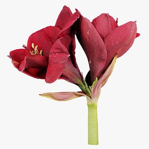 Close up Belladonna Lily Jersey March Ladies Amaryllis Remastered