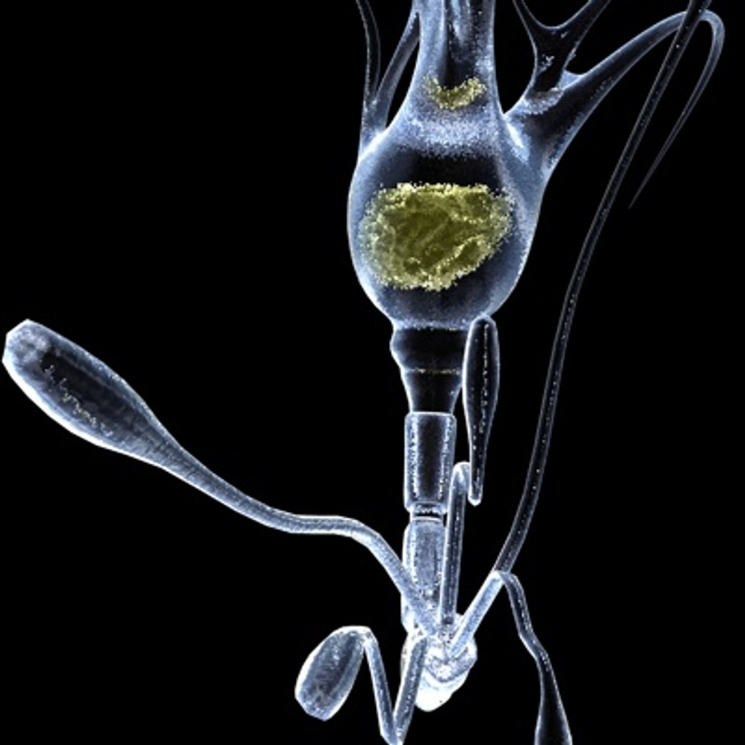 3d model brain cell https://p.turbosquid.com/ts-thumb/Hb/Be5nGJ/KYQJN07D/braincell3/jpg/1255019814/1920x1080/fit_q87/0dee0f9b6b11c092961e63fcddbc8c69669c9bd0/braincell3.jpg
