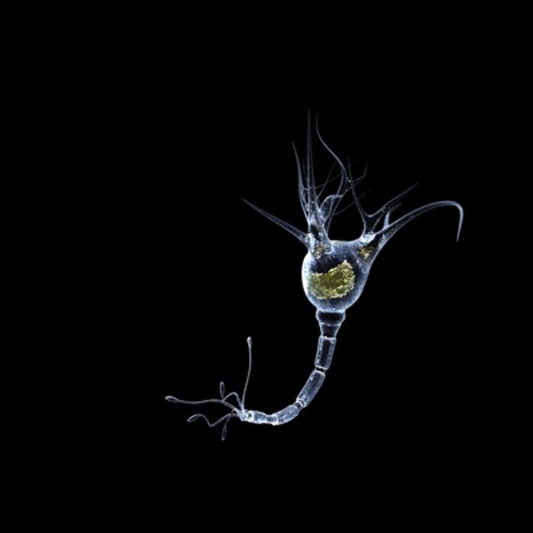 3d model brain cell https://p.turbosquid.com/ts-thumb/Hb/Be5nGJ/Vozifbxz/braincell4/jpg/1255019818/1920x1080/fit_q87/0b8feb71b78c37cebe798952a55af793ef6b4153/braincell4.jpg