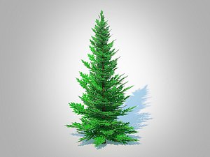 Abies fraseri- Fraser Fir -Medium