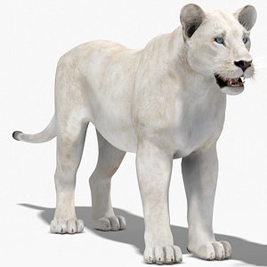 lioness white 3d max