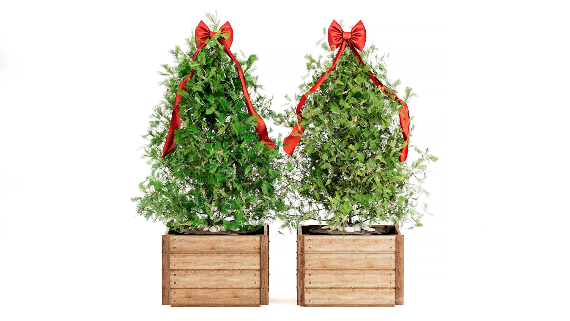 3D Set Of Fir Trees And Thujas In Boxes - TurboSquid 2379414