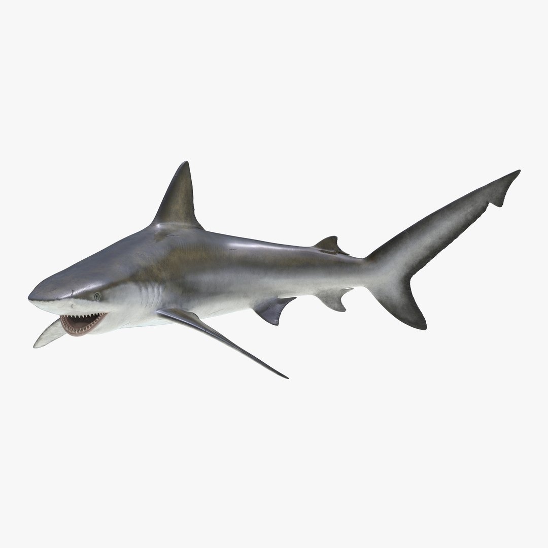 Bignose Shark Pose 2 3D Model 3D model preview