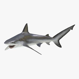 bignose shark pose 2 3d fbx