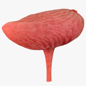 3D model Bladder urinary system urine storage
