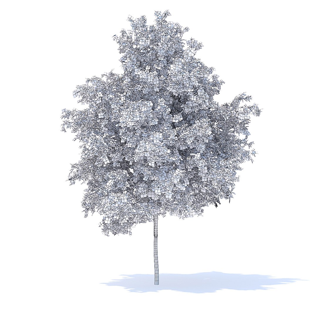 3D orange tree 6m https://p.turbosquid.com/ts-thumb/Hb/xZ4Y13/iP1sRU9s/cgaxis_models_95_7600grid/jpg/1518604100/1920x1080/fit_q87/6cdb038ed571bc382de3e51c523e1884f29cd704/cgaxis_models_95_7600grid.jpg