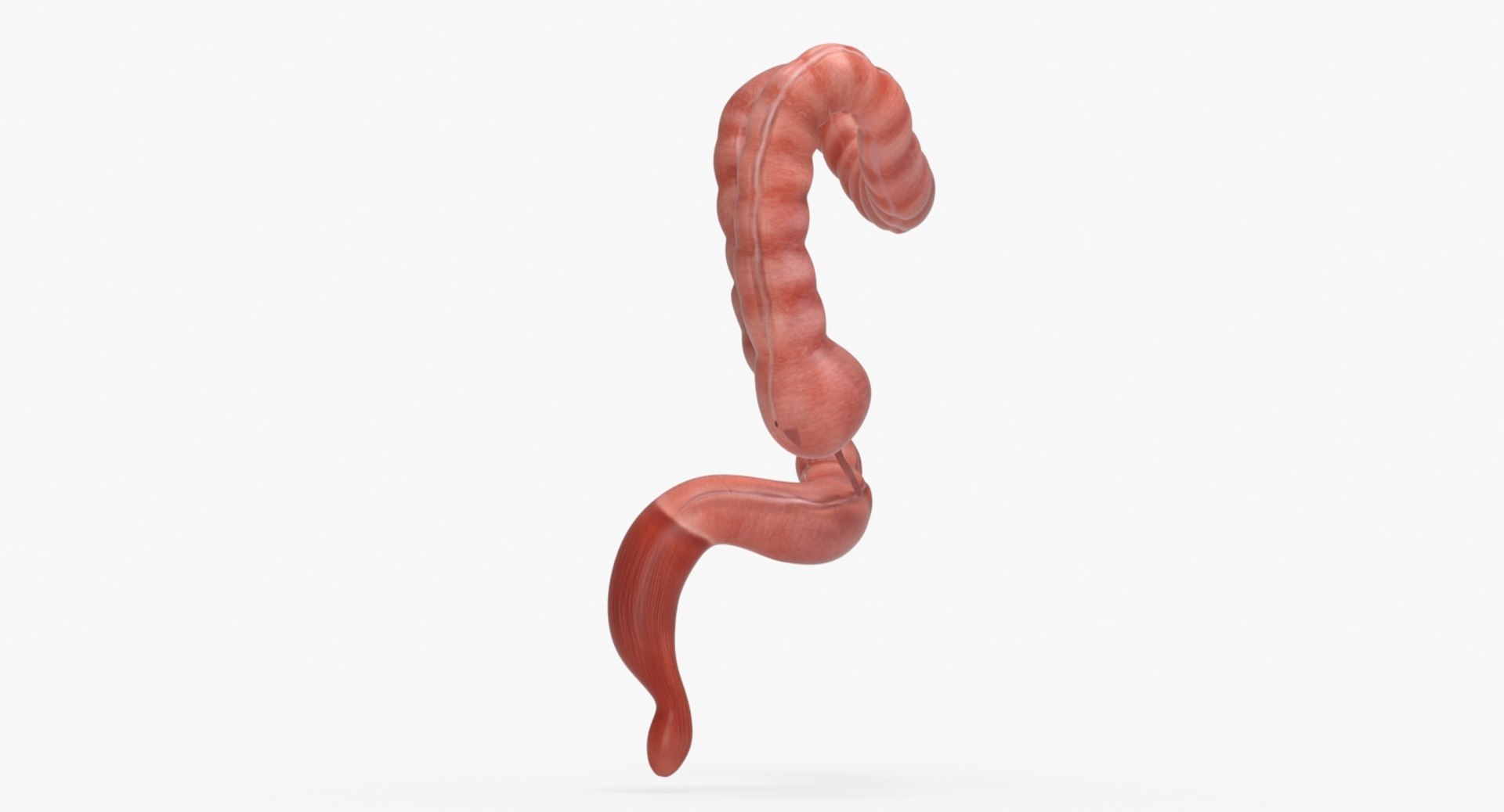 Human Large Intestine 3D Model - TurboSquid 1380731