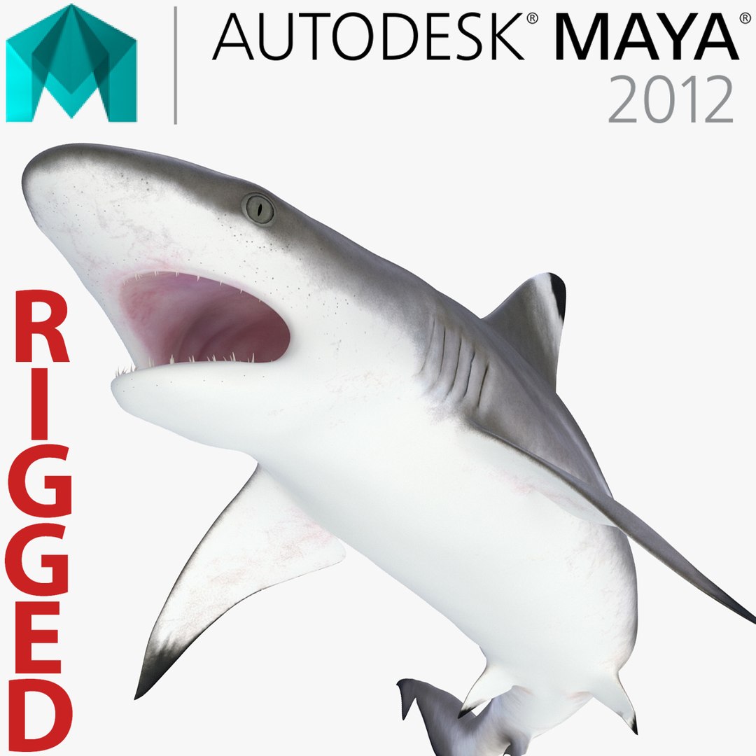 Blacktip Reef Shark Rigged for Maya 3D model preview