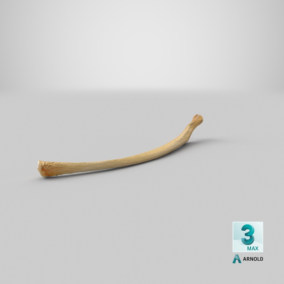 3D Kangaroo Red Necked Wallaby Rib T13 - TurboSquid 2068812