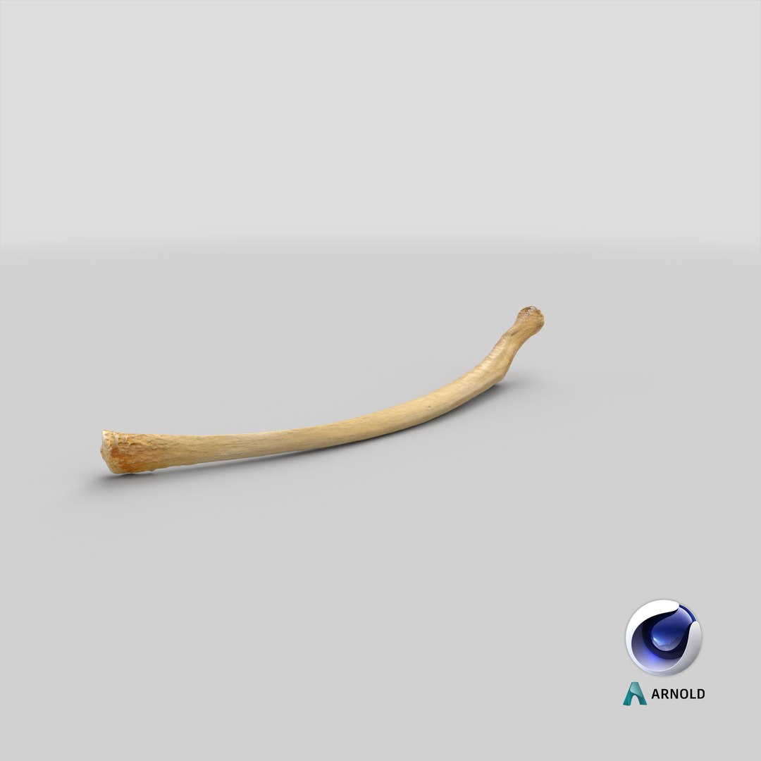 3D Kangaroo Red Necked Wallaby Rib T13 - TurboSquid 2068812