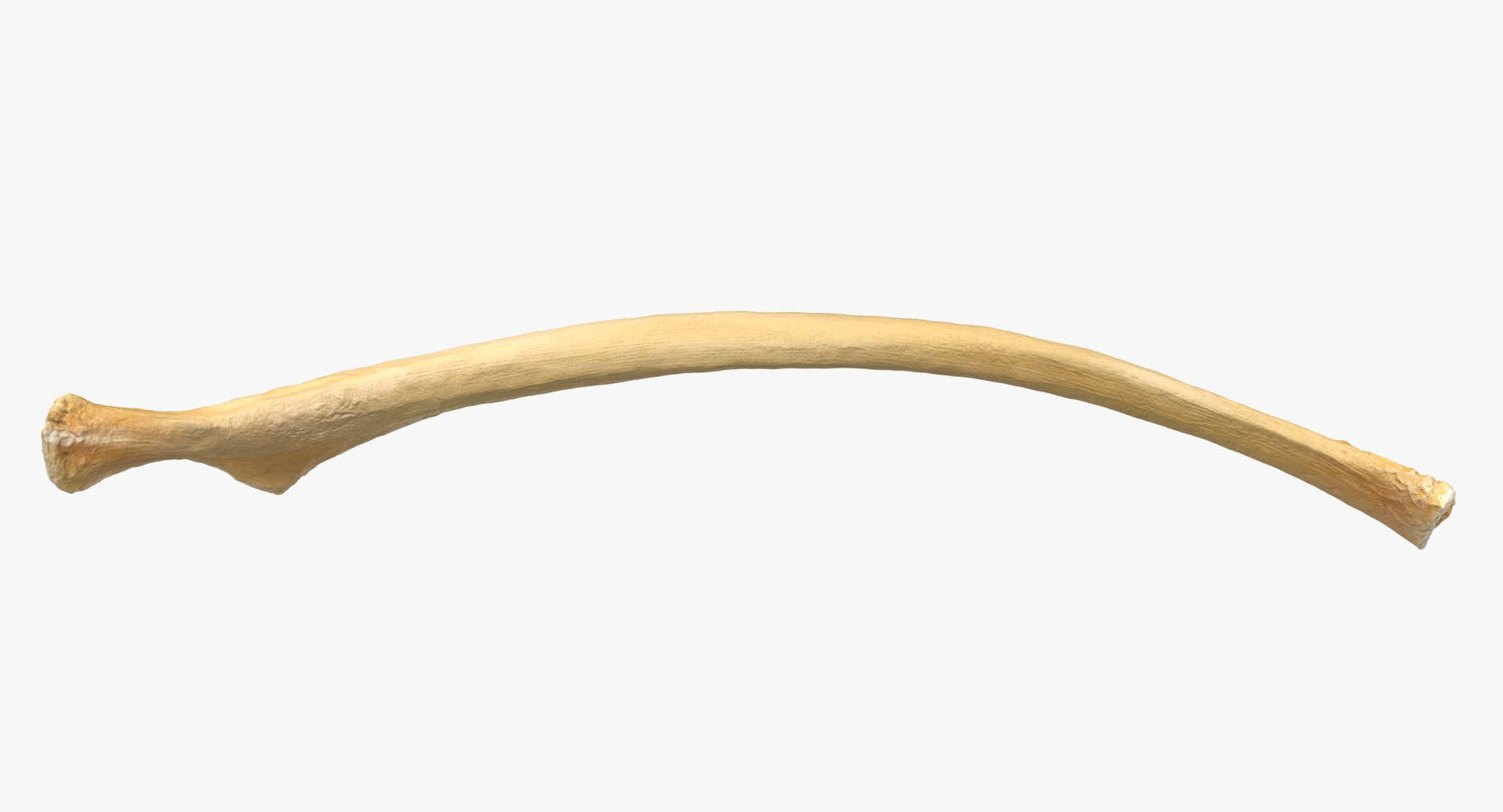 3D Kangaroo Red Necked Wallaby Rib T13 - TurboSquid 2068812