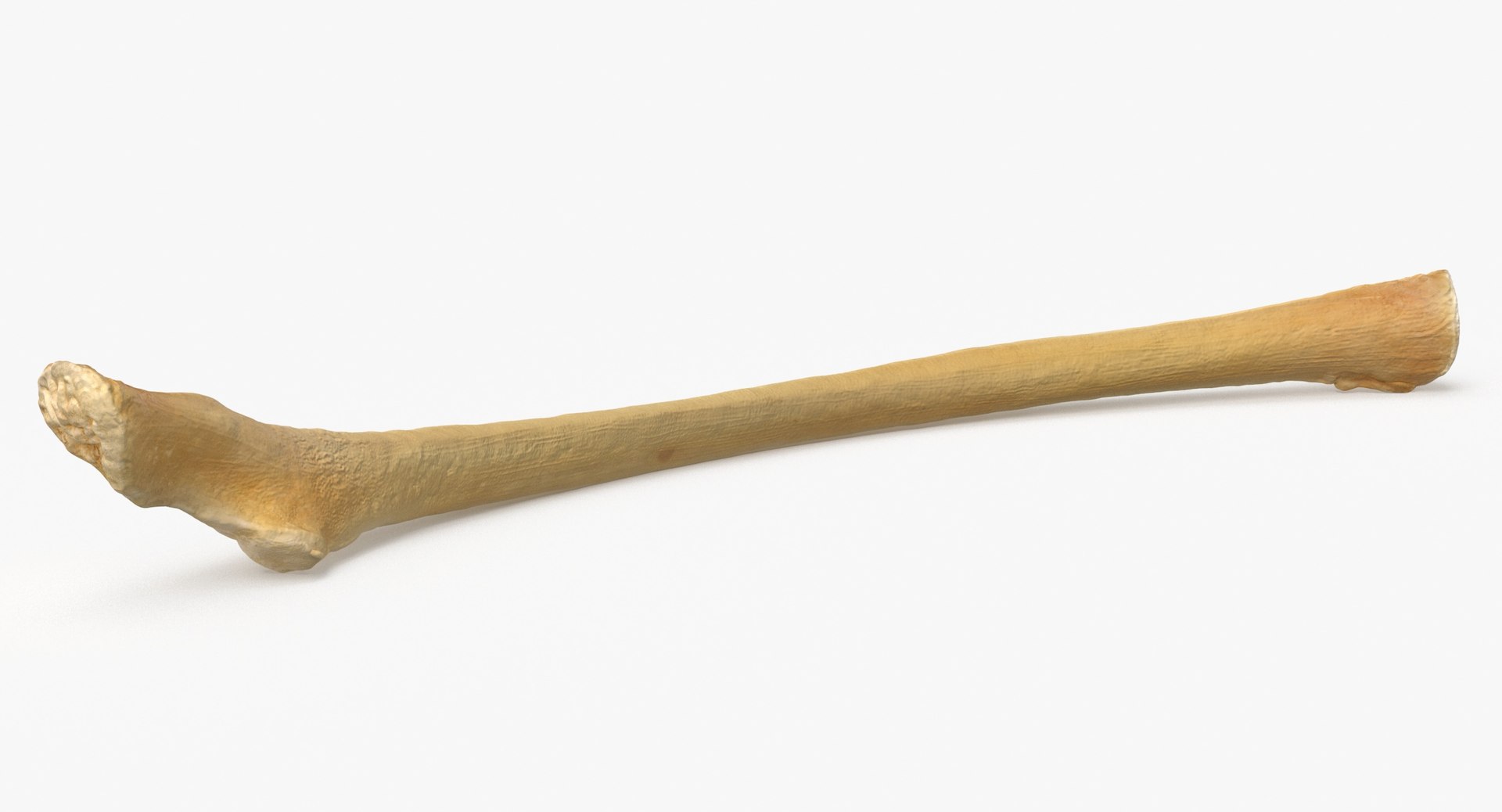 3D Kangaroo Red Necked Wallaby Rib T13 - TurboSquid 2068812